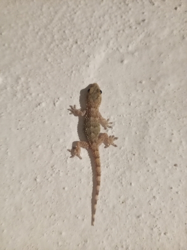 Moorish Gecko