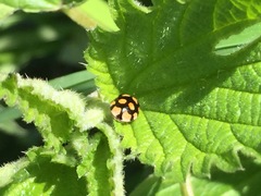 Adalia decempunctata