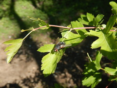 Blepharipa pratensis