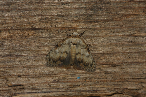 Strigula observed 2026-09-12