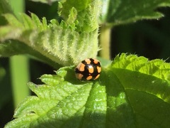 Adalia decempunctata