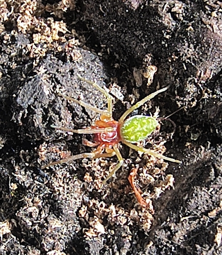 Green Meshweaver