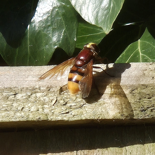 Hornet Mimic Hover Fly