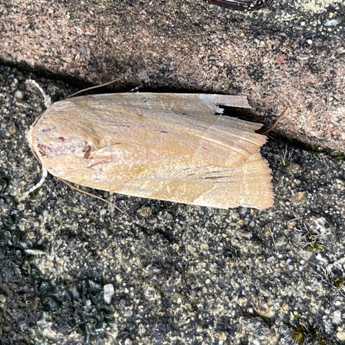 Broad-bordered Yellow Underwing