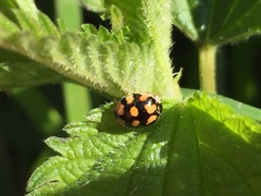 Adalia decempunctata