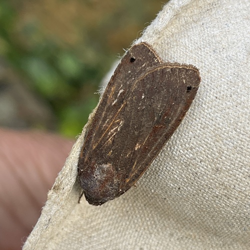 Large Yellow Underwing