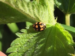Adalia decempunctata
