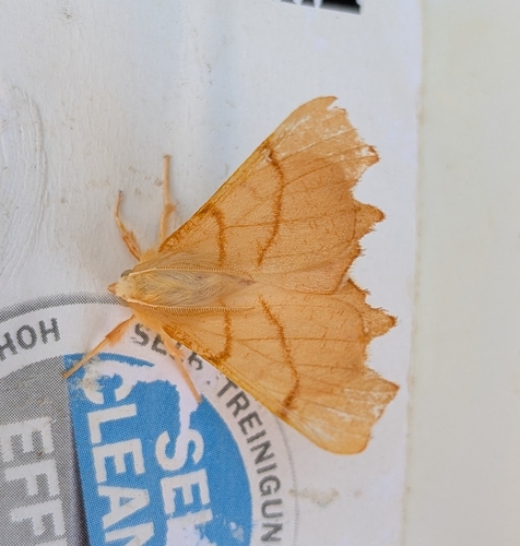 September Thorn