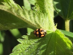 Adalia decempunctata