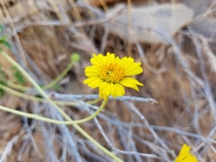 Encelia virginensis