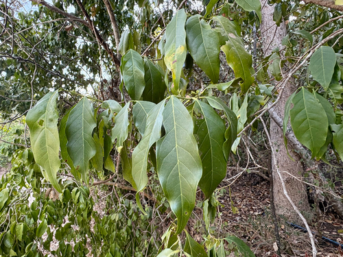 Aidia racemosa observed 2026-09-17