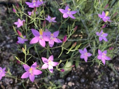 Centaurium quadrifolium barrelieri