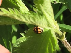 Adalia decempunctata
