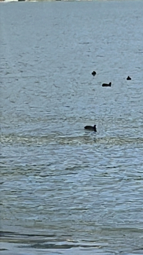 Eurasian Coot