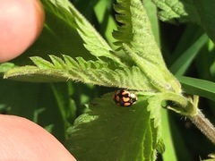Adalia decempunctata