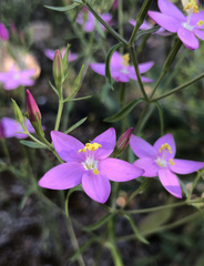 Centaurium quadrifolium barrelieri