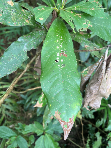 Machilus japonica observed 2026-09-17