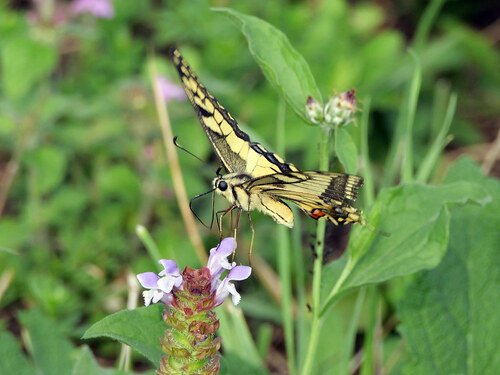 Old World Swallowtail