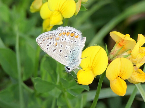 Common Blue