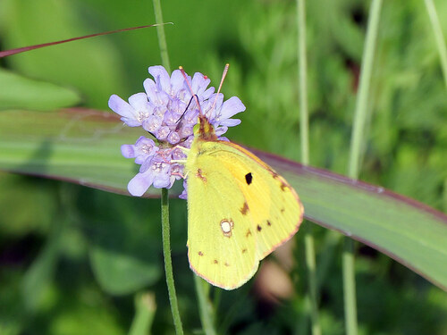 Clouded Yellow