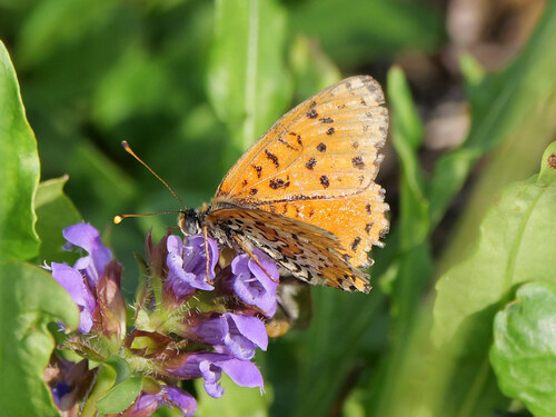Spotted Fritillary