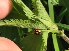 Adalia decempunctata