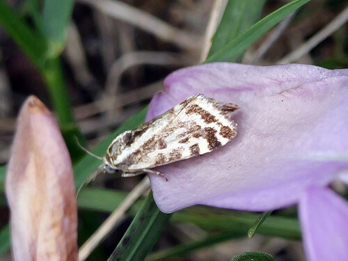 Spotted Sulphur