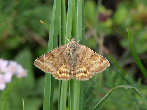 Burnet Companion