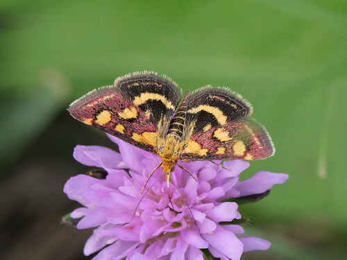 Common Crimson-and-gold Moth