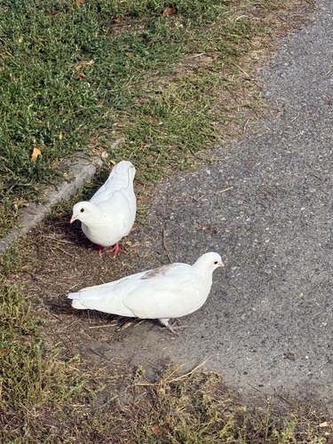 Feral Pigeon