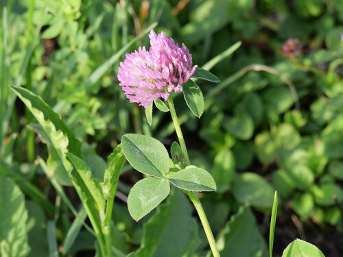 Red Clover