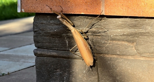 European Mantis