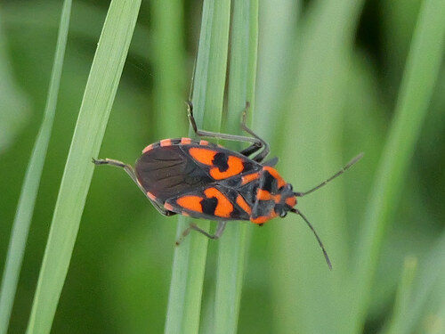 Spilostethus saxatilis