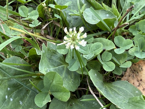 white clover