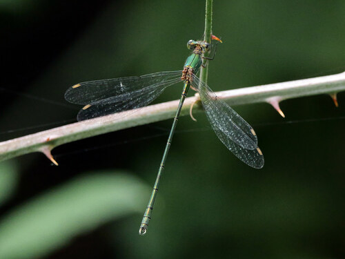 Western Willow Spreadwing