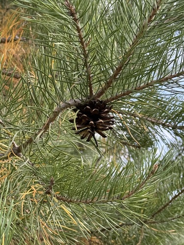Scots pine