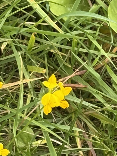 bird's-foot trefoil