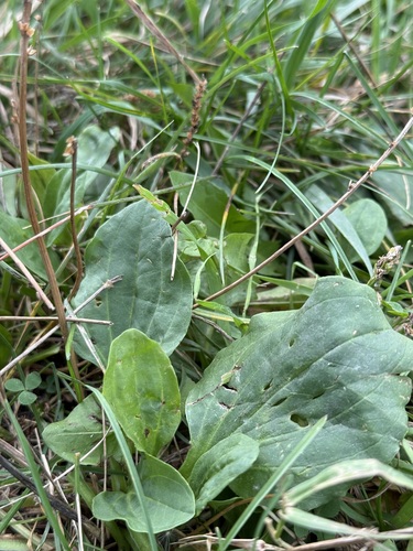 greater plantain