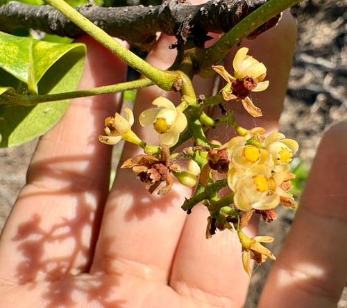 Xylocarpus moluccensis observed 2026-09-17