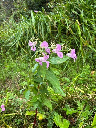 Himalayan balsam