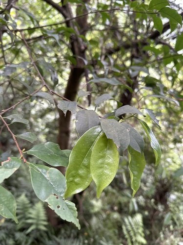 Prunus phaeosticta observed 2026-09-17