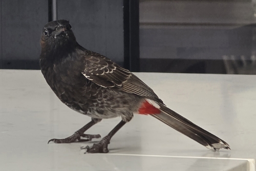 Red-vented Bulbul