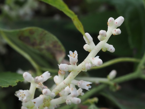 Cuscuta japonica, photograph 1