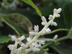 Cuscuta japonica, photograph (c) ITÔ, Hiroki, some rights reserved (CC BY)