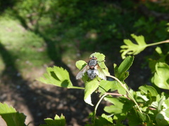 Blepharipa pratensis