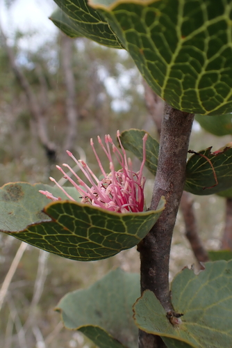 Hakea cucullata