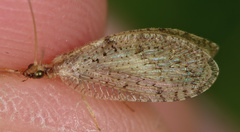 Hemerobius humulinus