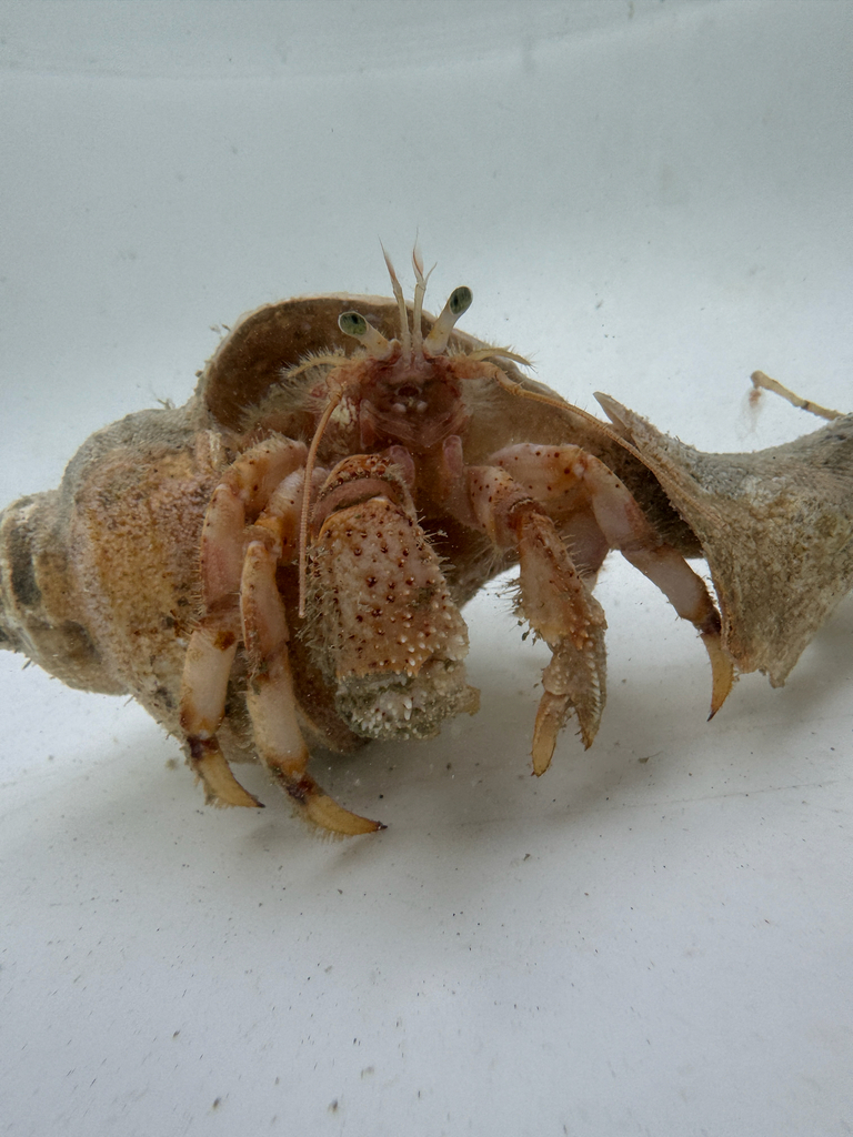 Pagurus trigonocheirus