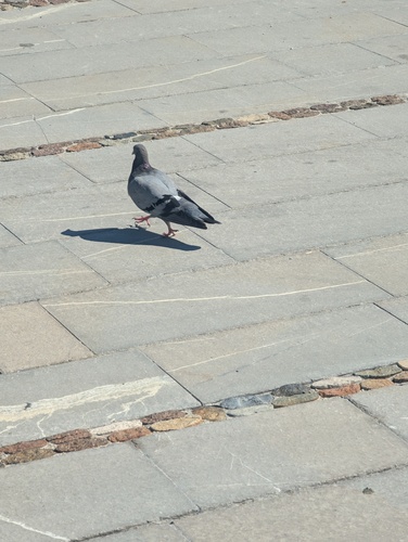 Feral Pigeon