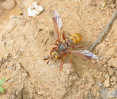 Conops vesicularis